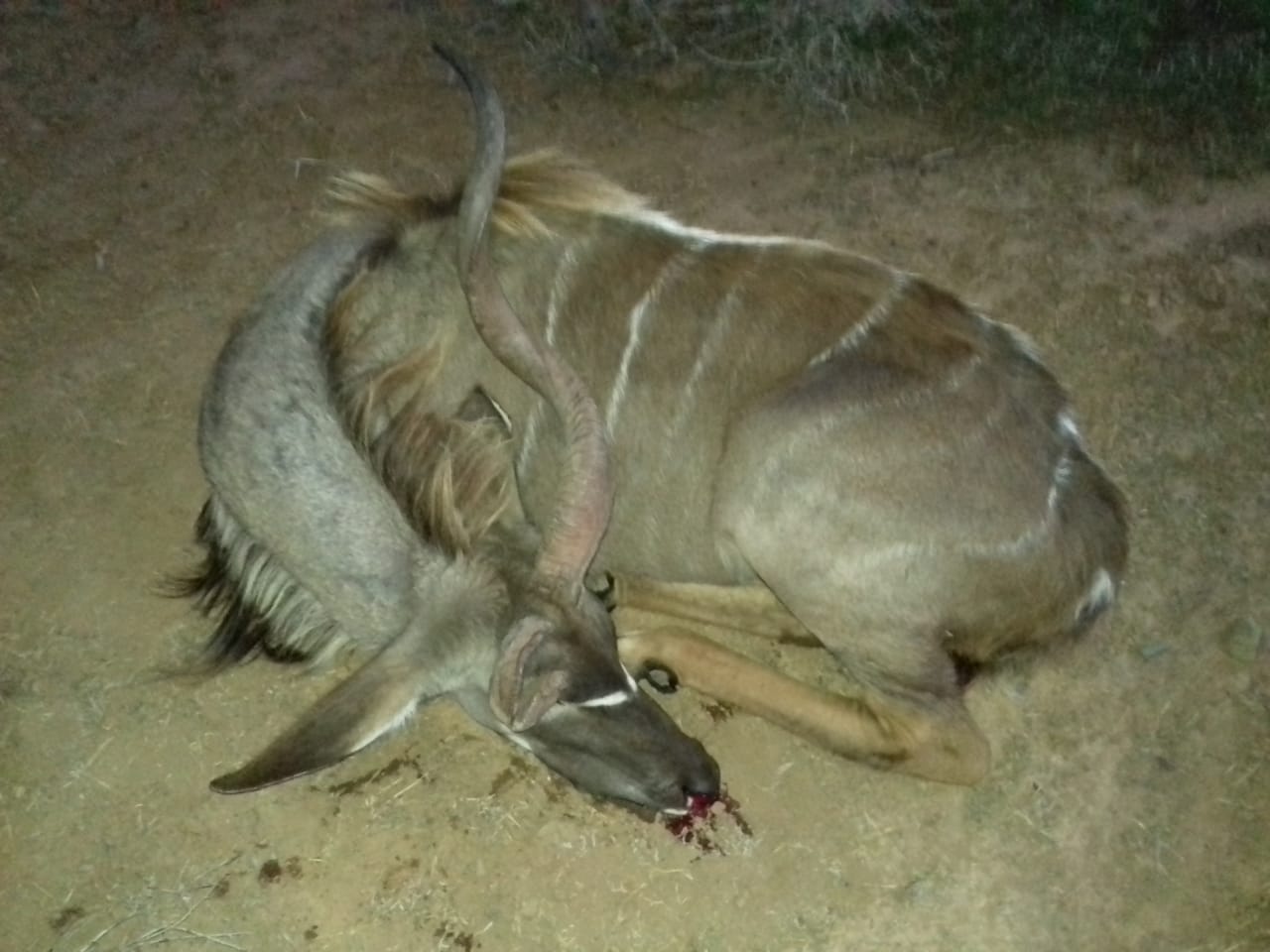 cull Kudu.jpg