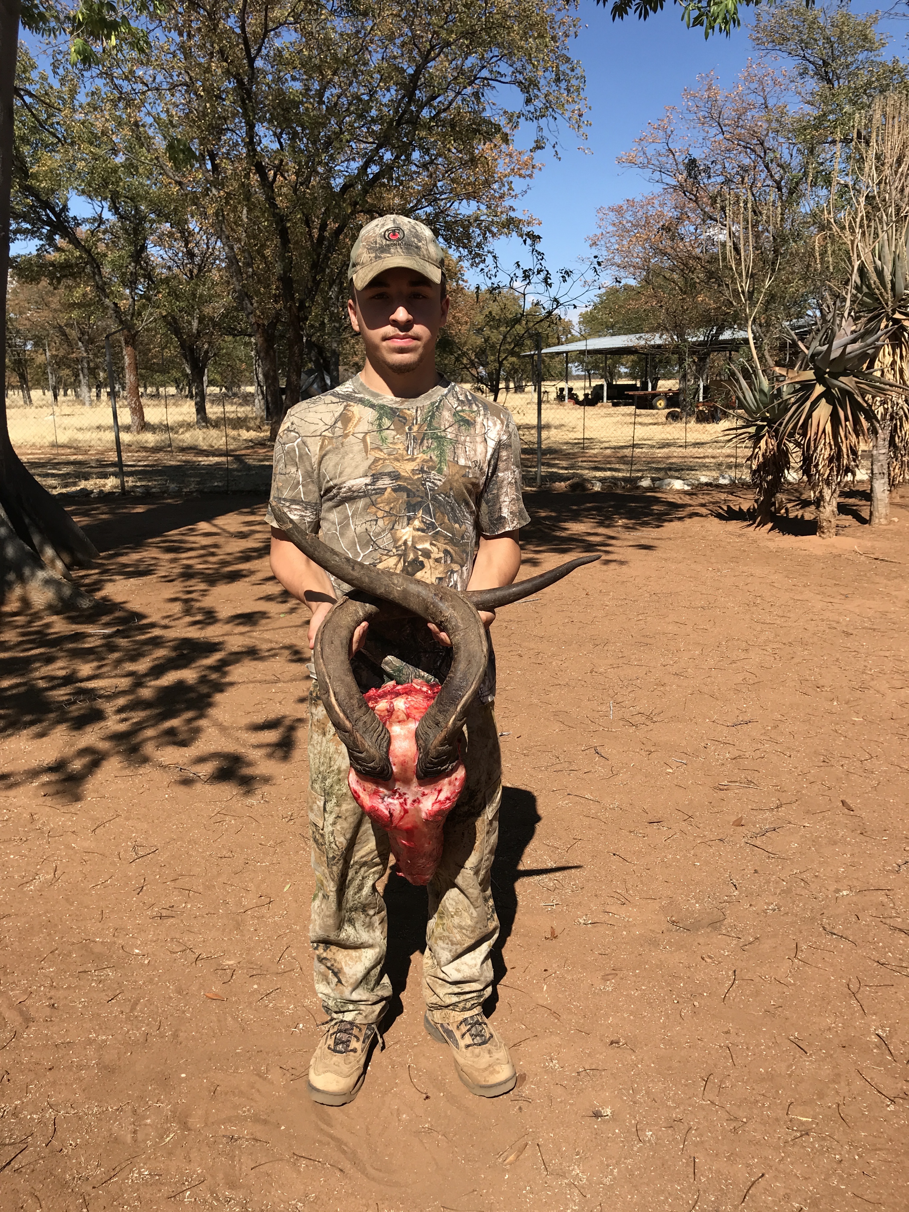 Dakota eland skull.jpeg