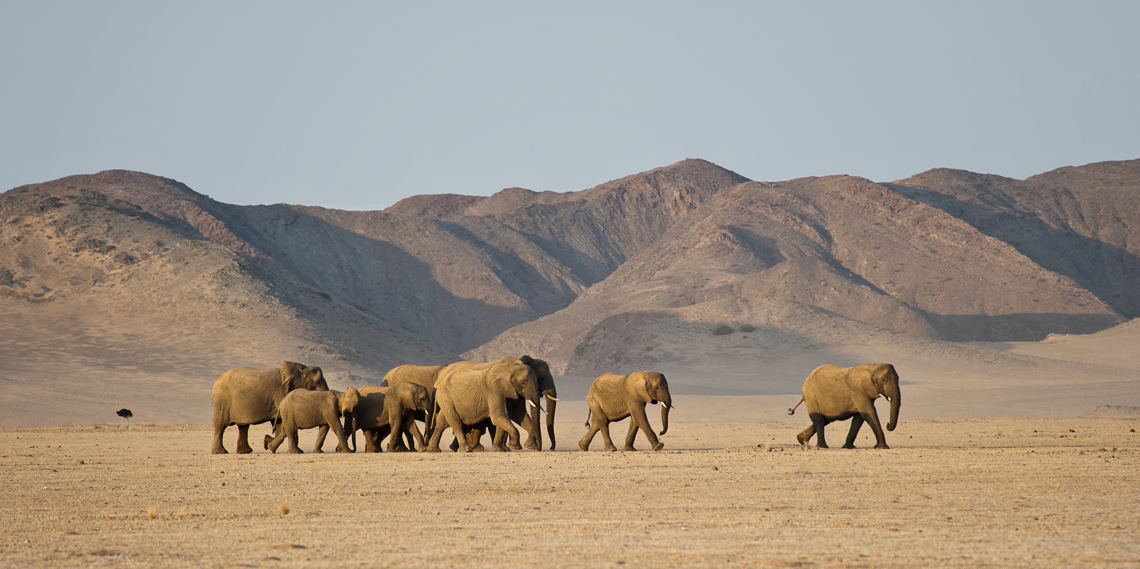 Damaraland Wildlife 2.jpg