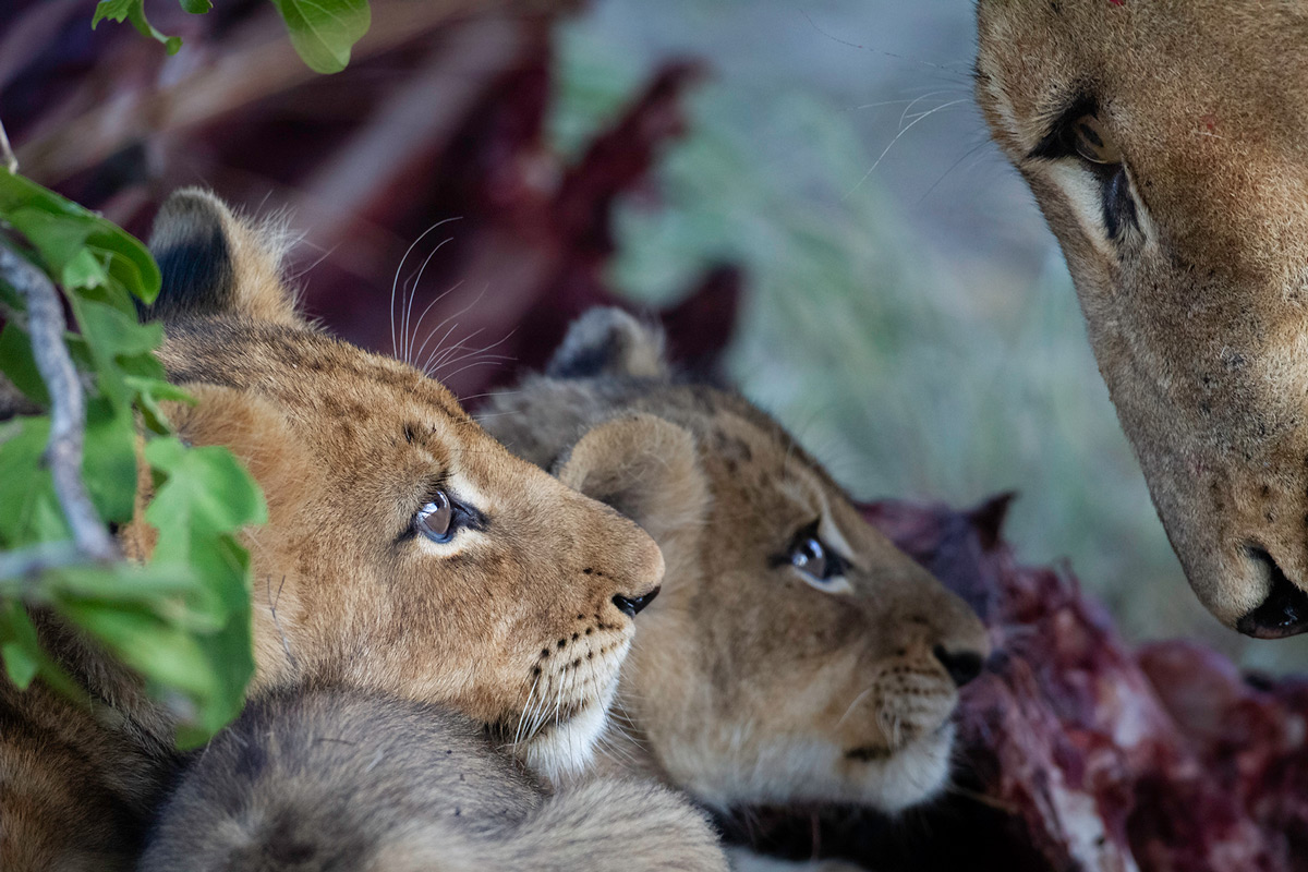Daniel-Koen-Two-cubs-looking-at-their-mother-Sabi-Sands-3.jpg