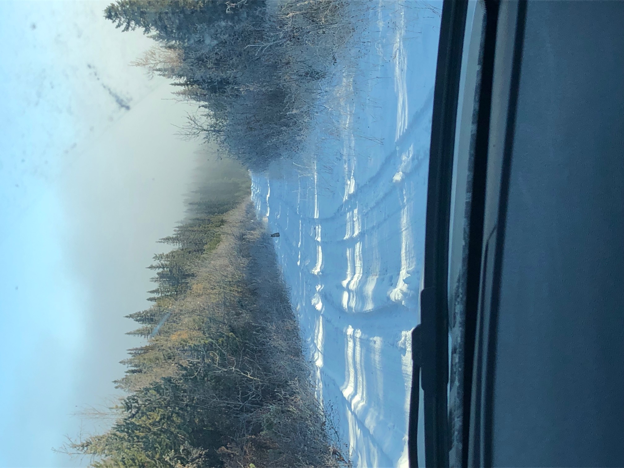 Day 5 Lynx on snowy road.jpg