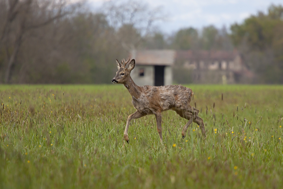 Deer-running-in-a-field-930x620.jpg