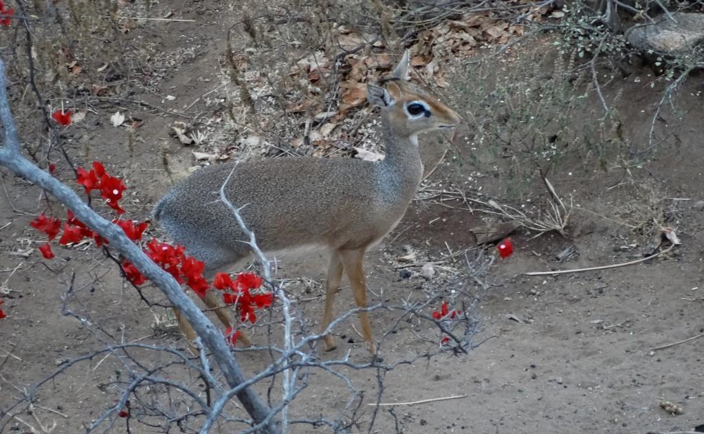 dik dik (2).JPG