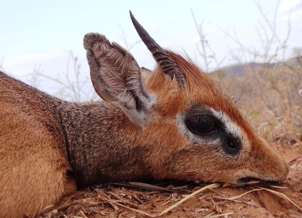 dik dik (5).JPG