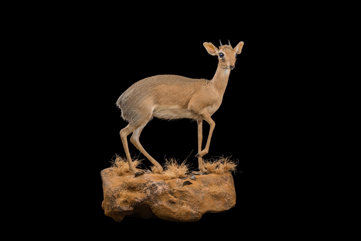 Dik Dik Fullmount - GG163 (Medium).jpg