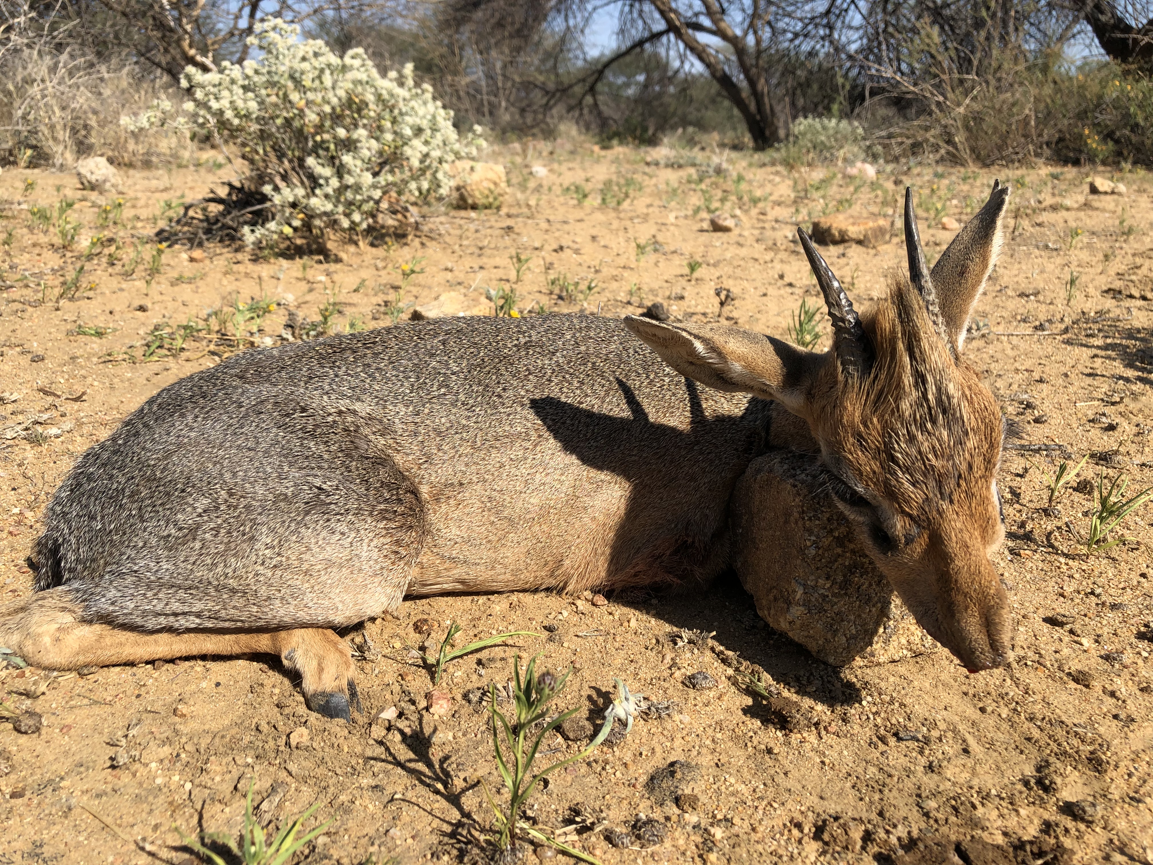 dik dik.JPG