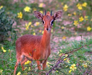 dik-dik-ram.jpg