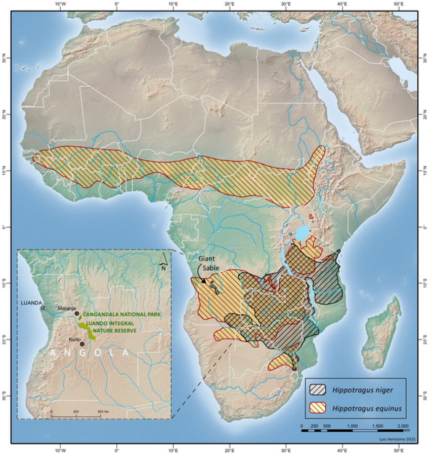 Distribution-of-sable-Hippotragus-niger-and-roan-H-equinus-antelopes-in-Africa-and.png