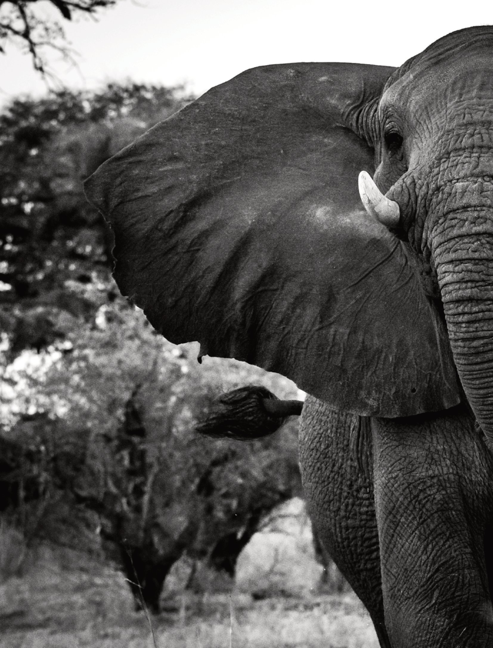 divan-safaris-elephant-hunt -1.jpg
