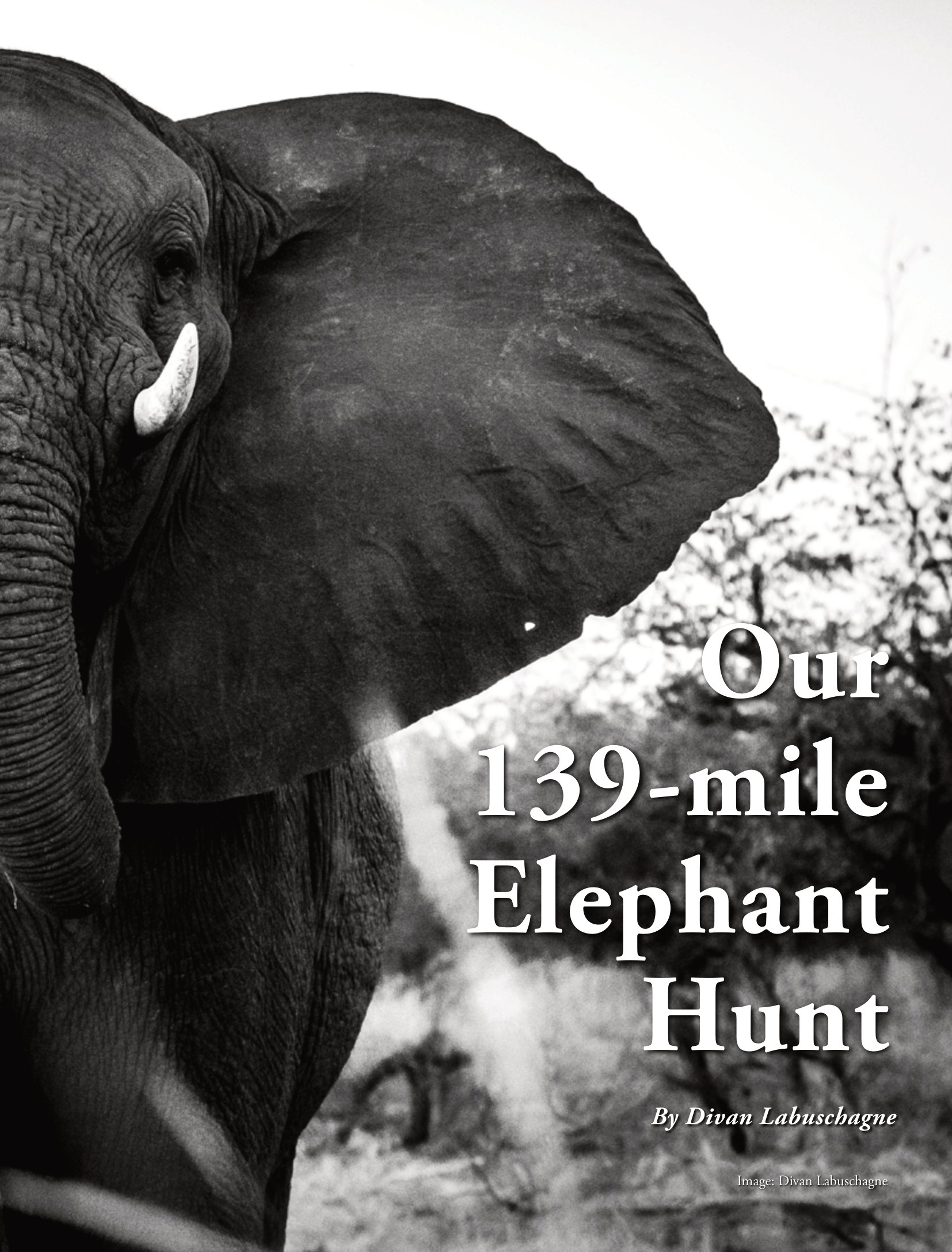 divan-safaris-elephant-hunt -2.jpg