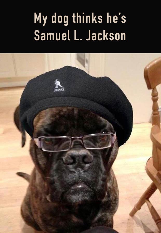 dog-beret-glasses-samuel-l-jackson-funny-meme.jpg