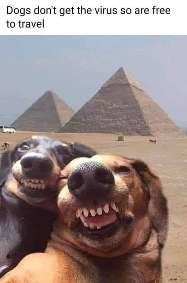 dog_selfie.jpg