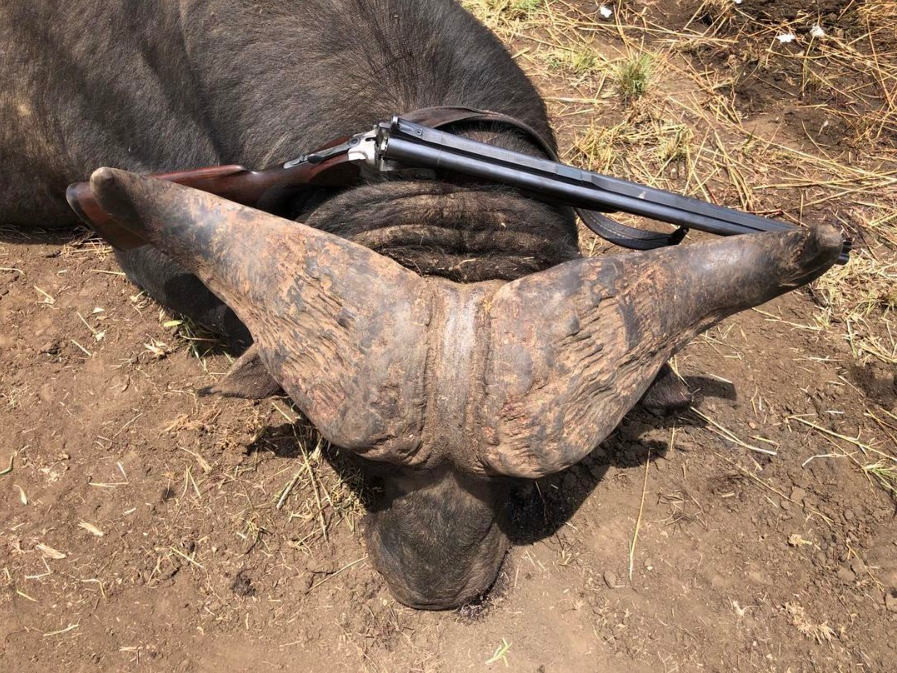 Double-rifle next to buffalo's spread-Karamoja North, Uganda.png