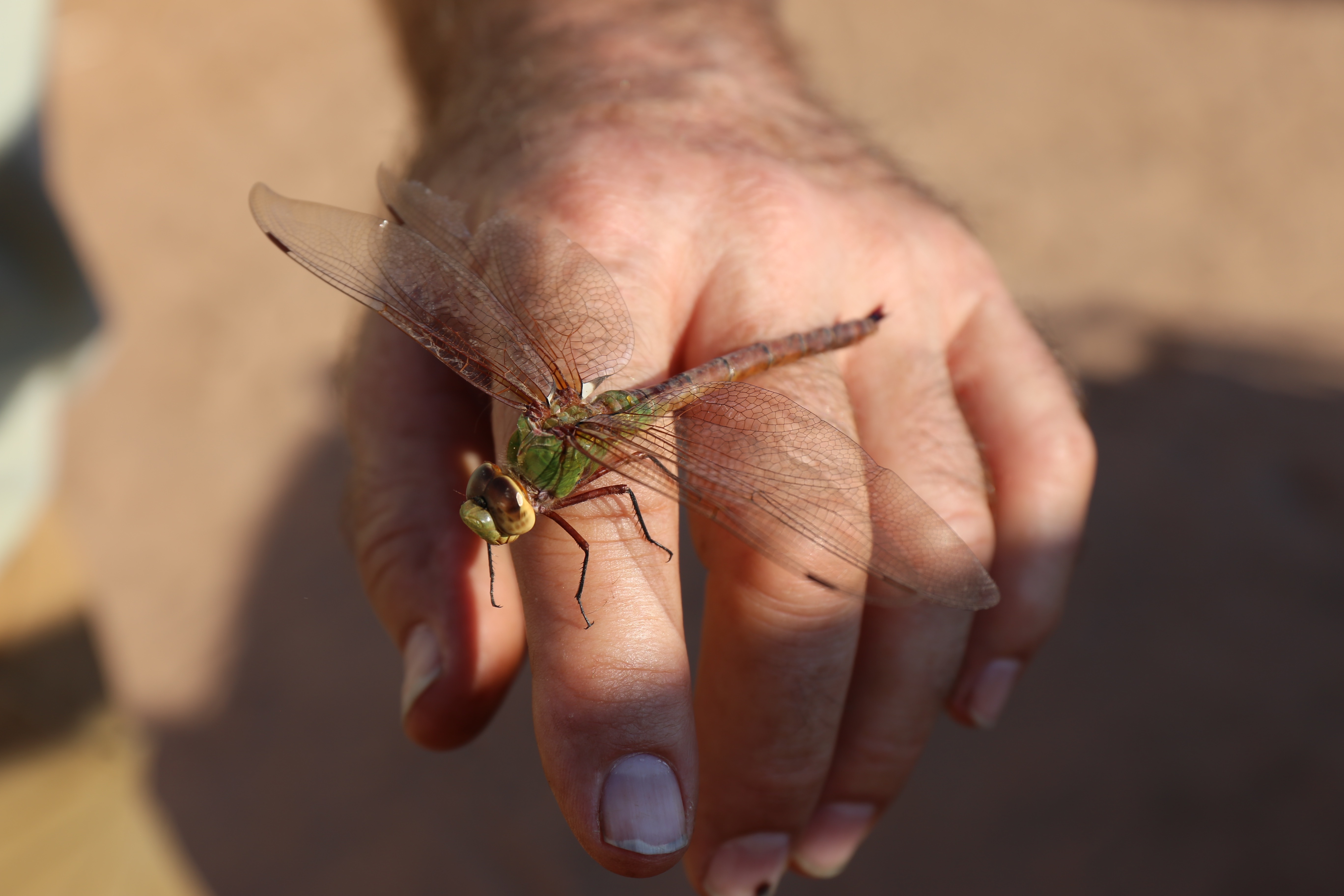 dragonfly.jpeg