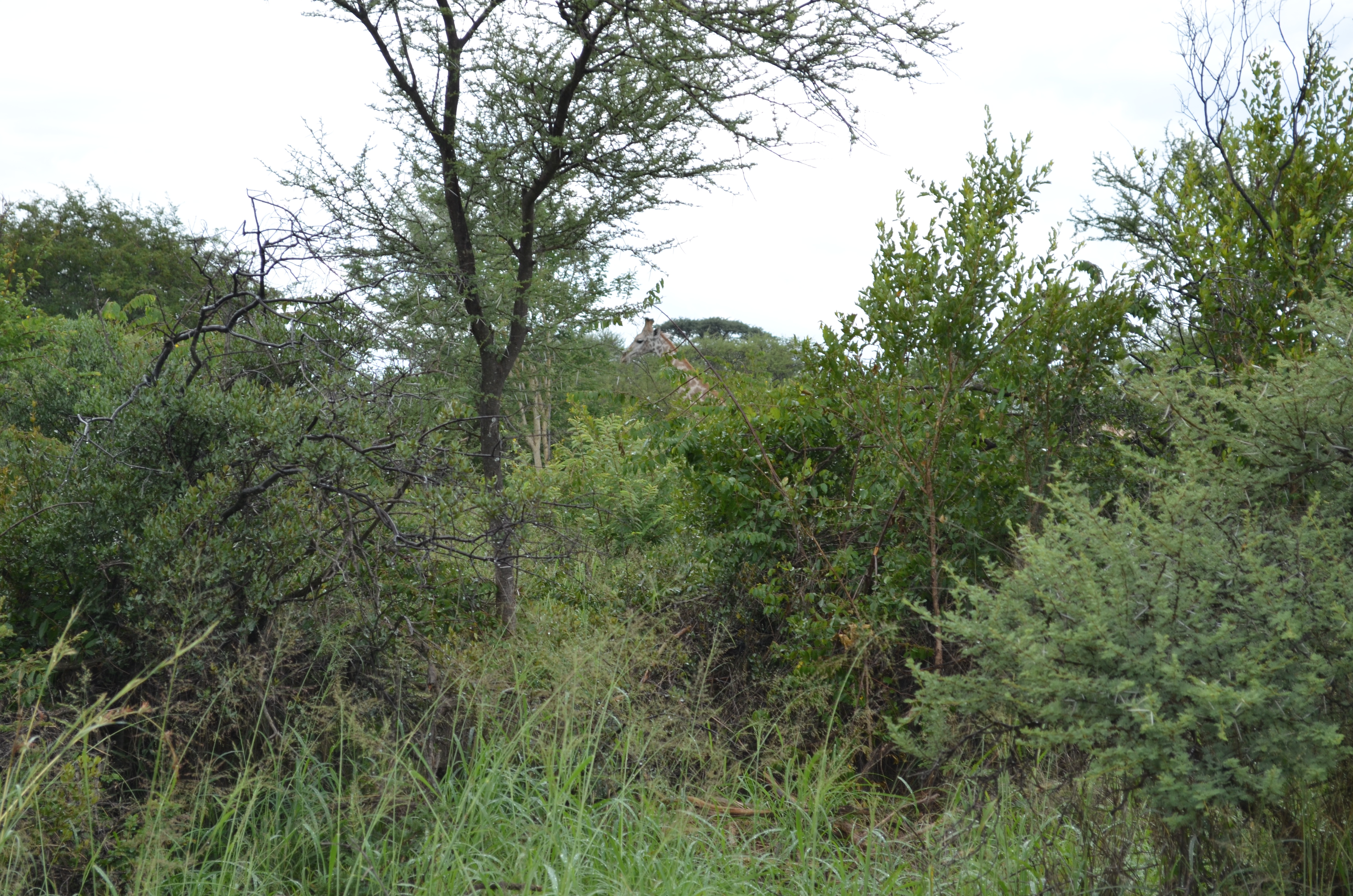 DSC_0145.JPG