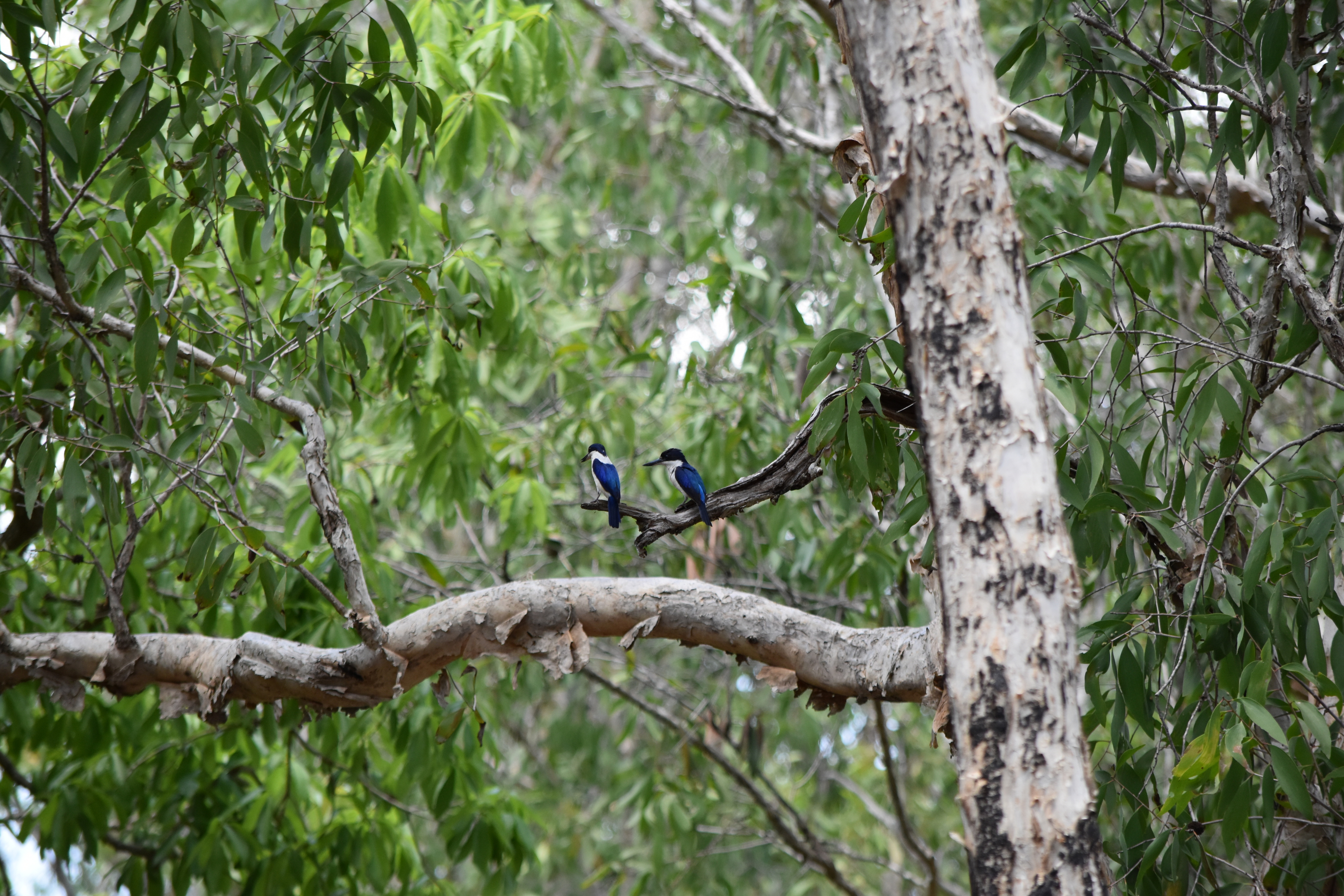 DSC_0152.JPG Pretty birds.JPG