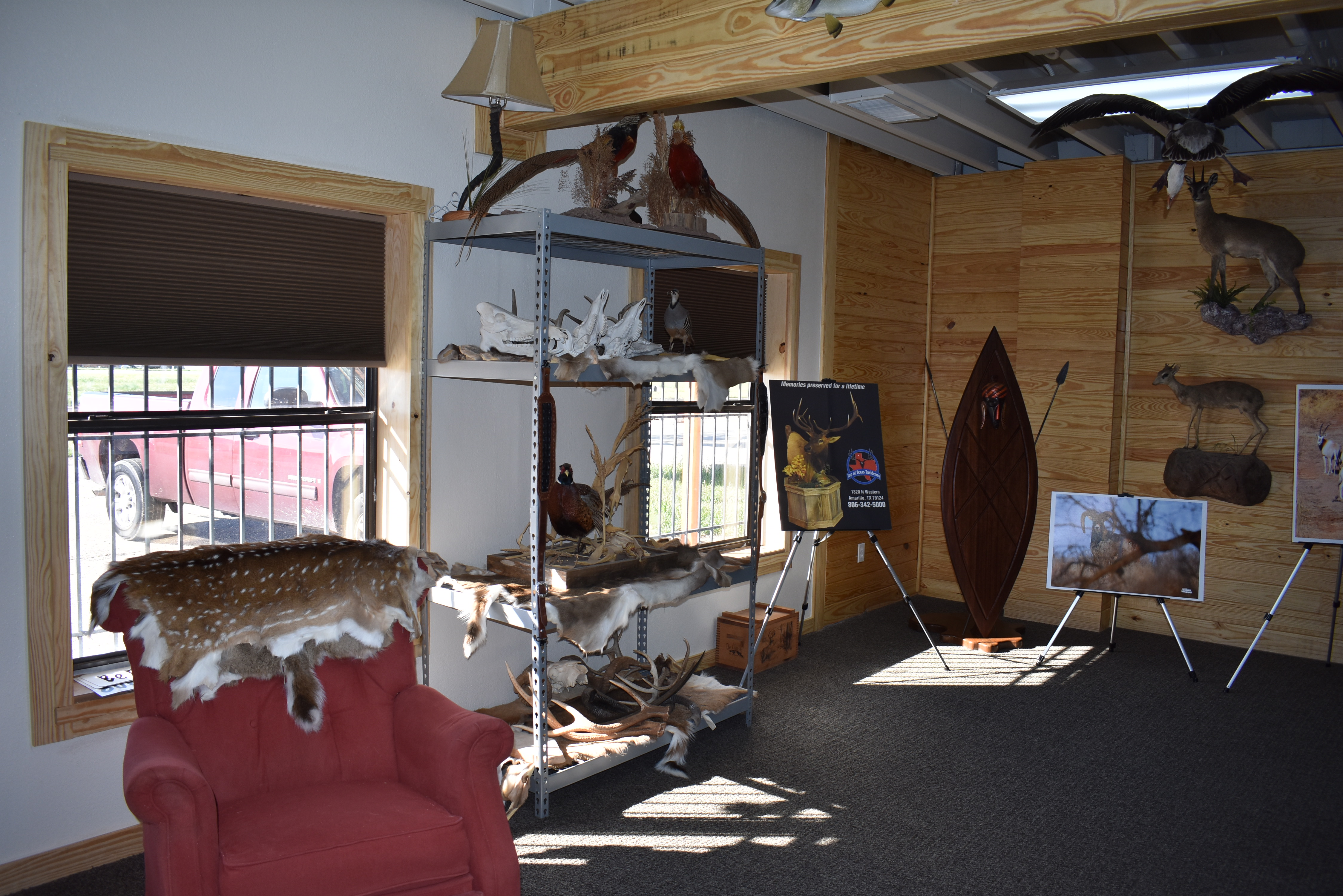 Top of Texas Taxidermy New Showroom and Studio