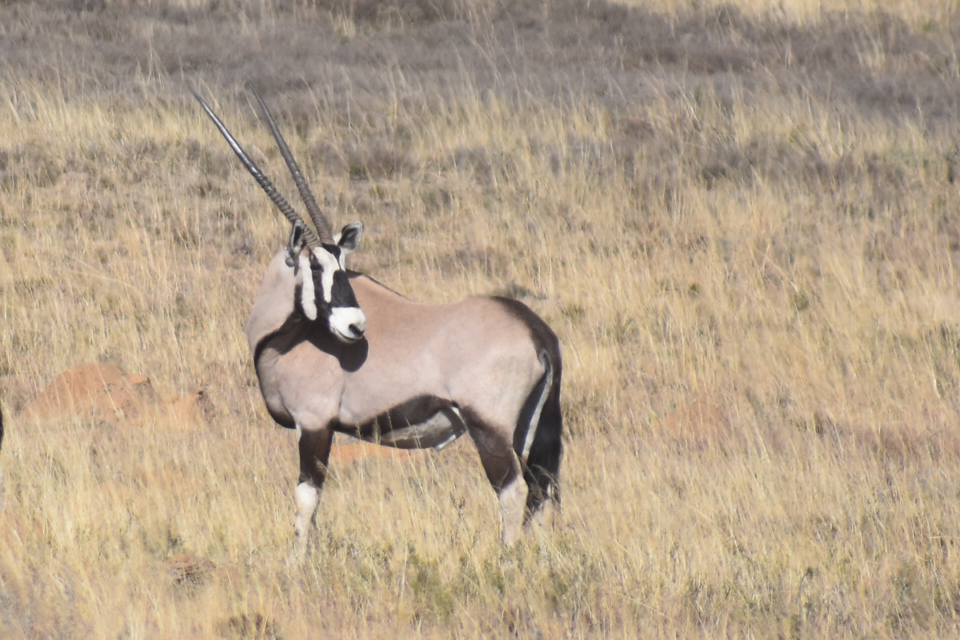 DSC_0628.JPG
