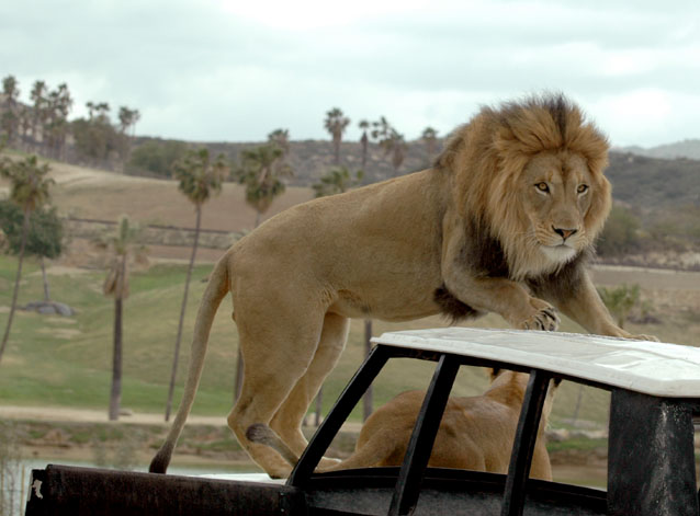 DSC_6595--Male lion going up on car en ca.jpg