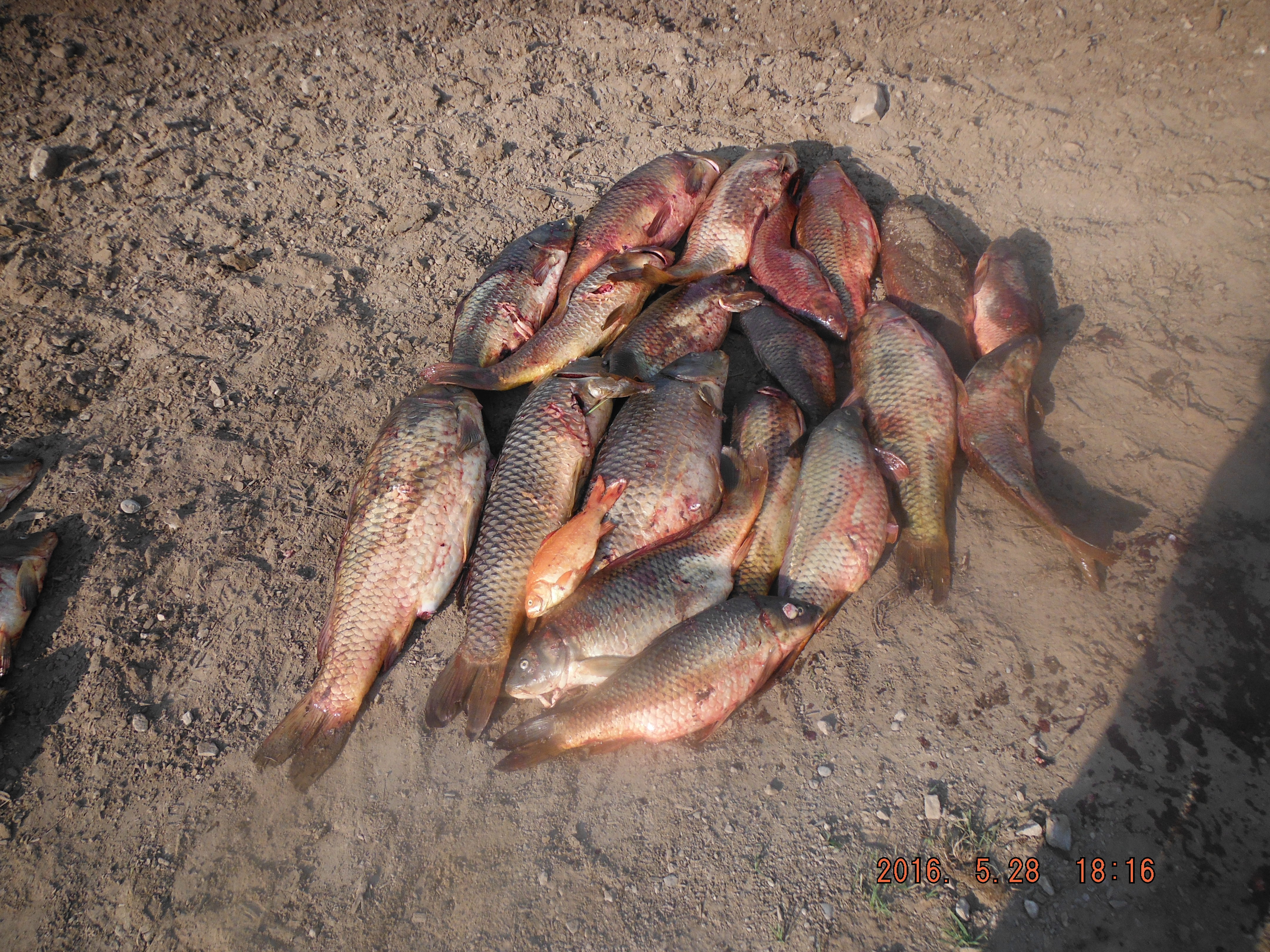 DSCF6030.JPG