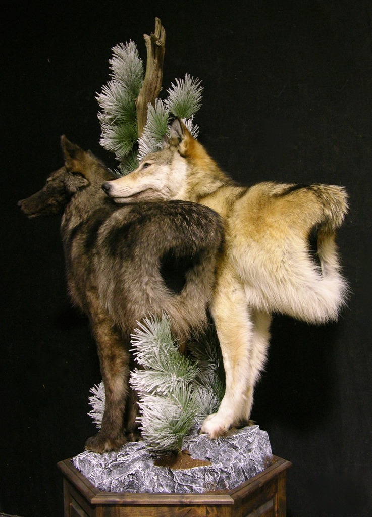 Double Wolf Pedestal Taxidermy Mount | AfricaHunting.com