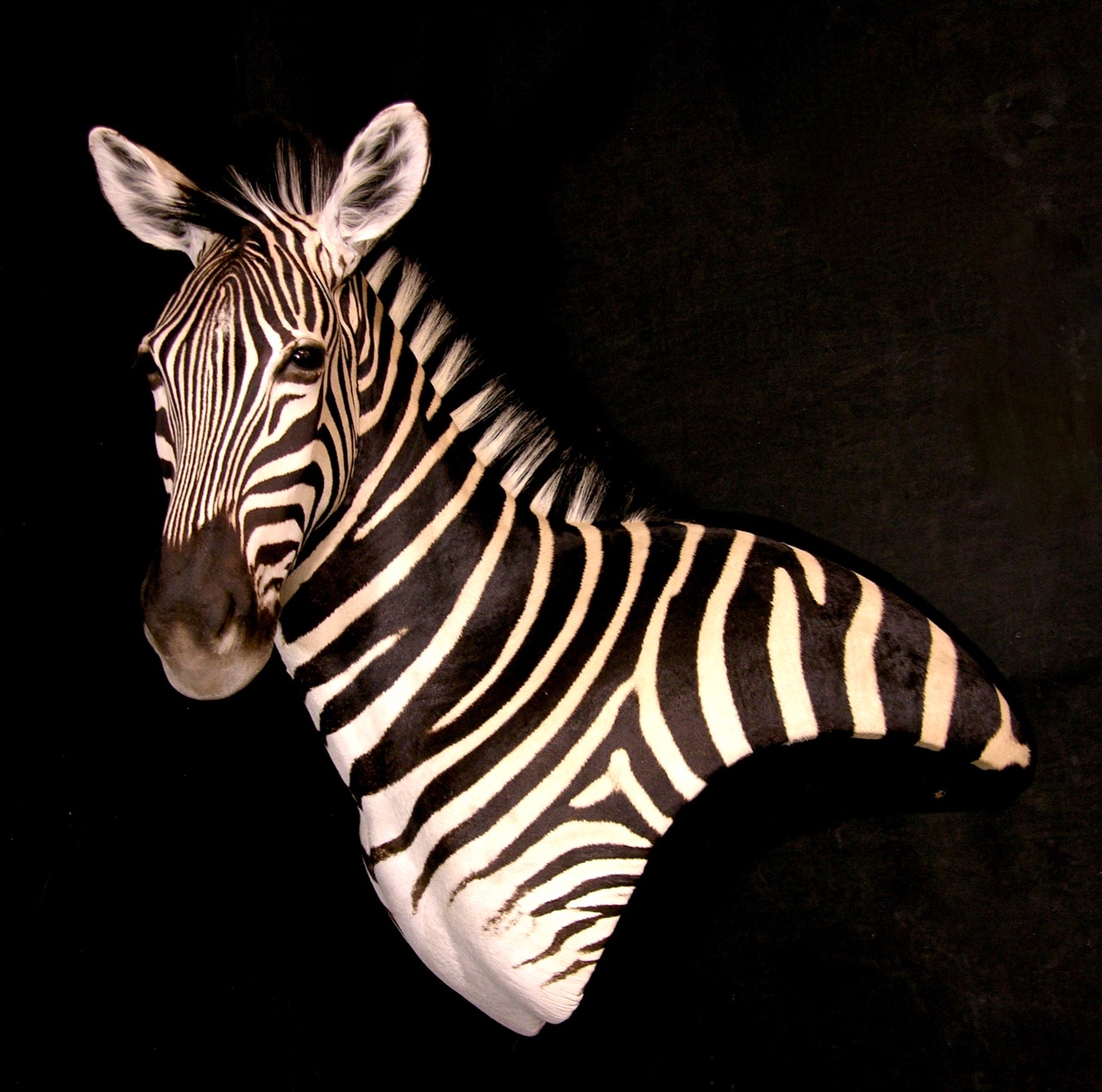 Zebra Wall Pedestal Taxidermy Mount