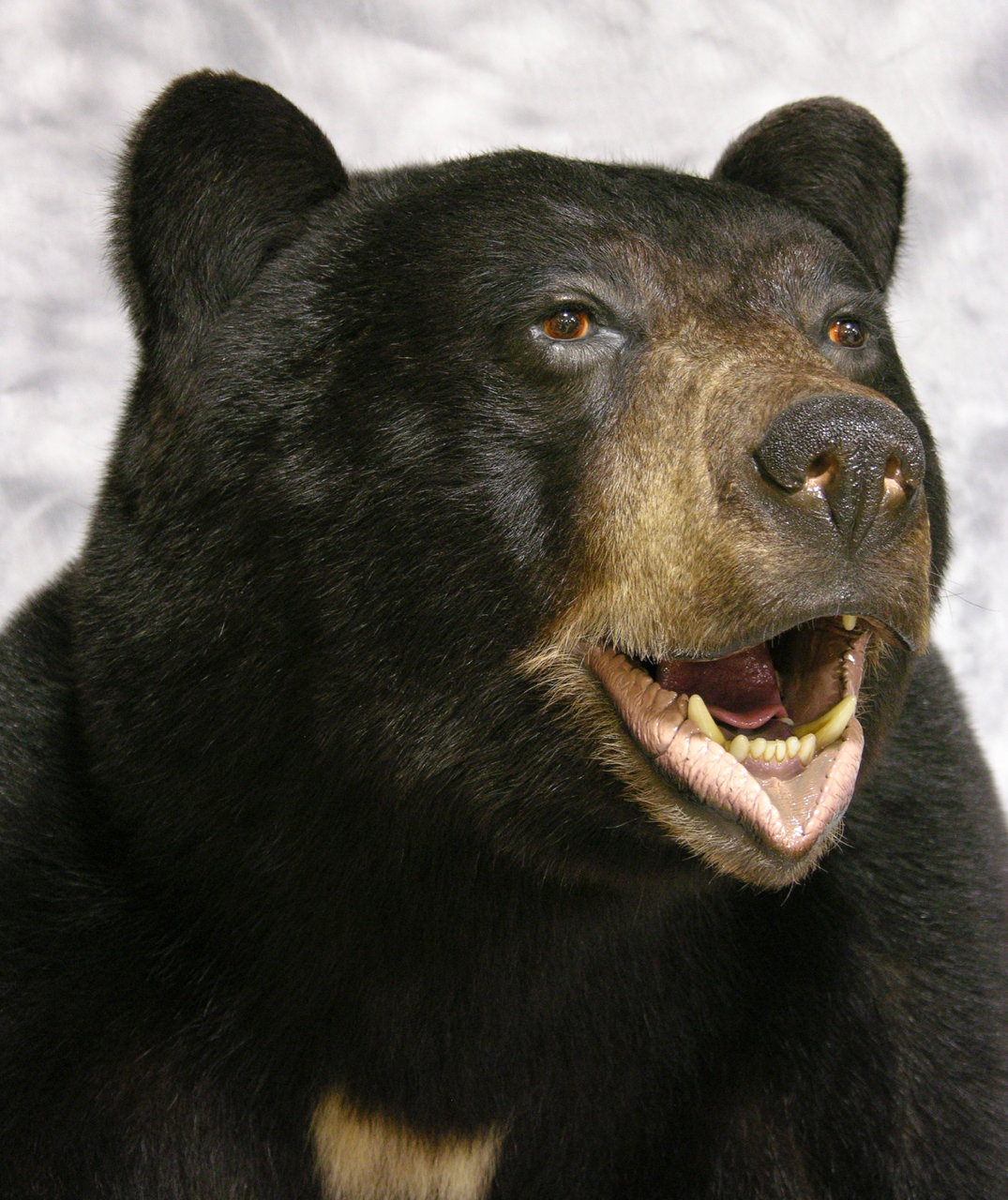 full mount bear taxidermy