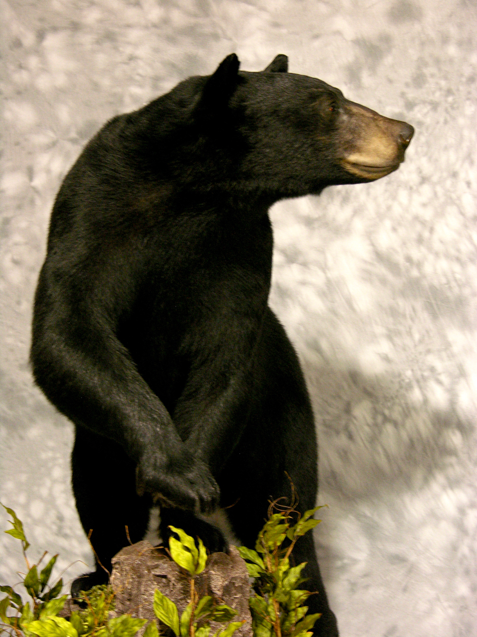 real bear taxidermy