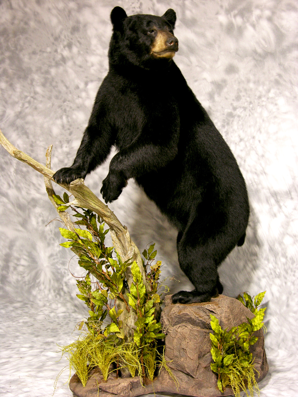 full mount bear taxidermy