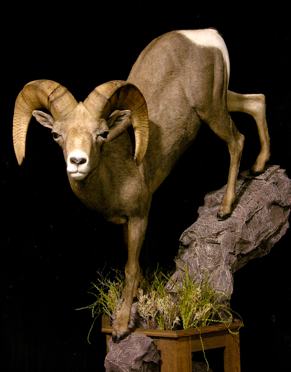 Desert Bighorn Sheep Taxidermy Mount