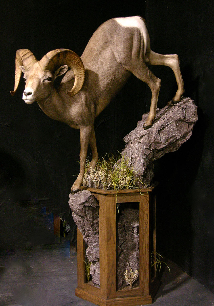 Desert Bighorn Sheep Taxidermy Mount