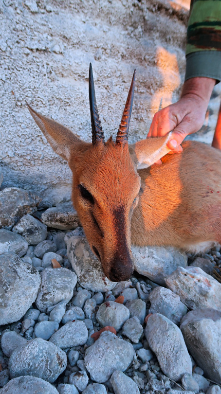 duiker1a.jpg