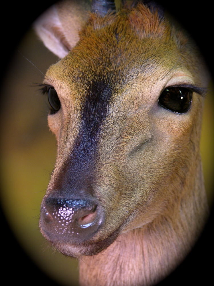 DUIKER7_zpsbvohlp5p.jpg