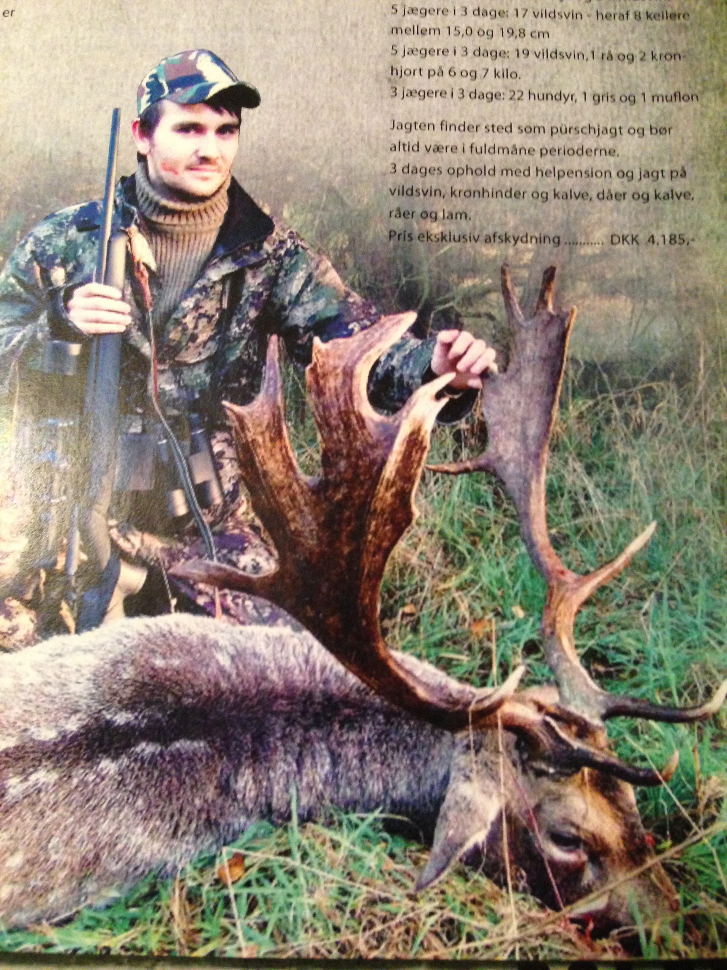 POLAND Hunting Fallow Deer In Poland During The Rut