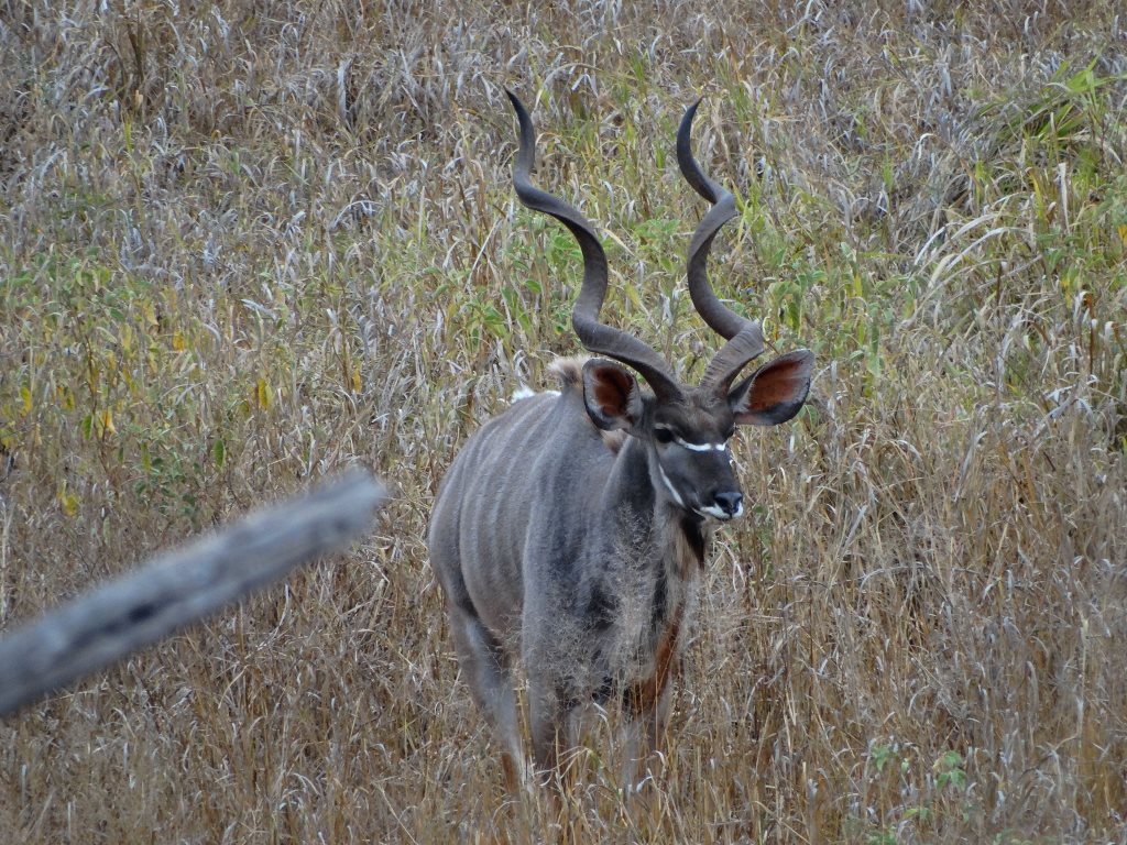 EA greater kudu.JPG