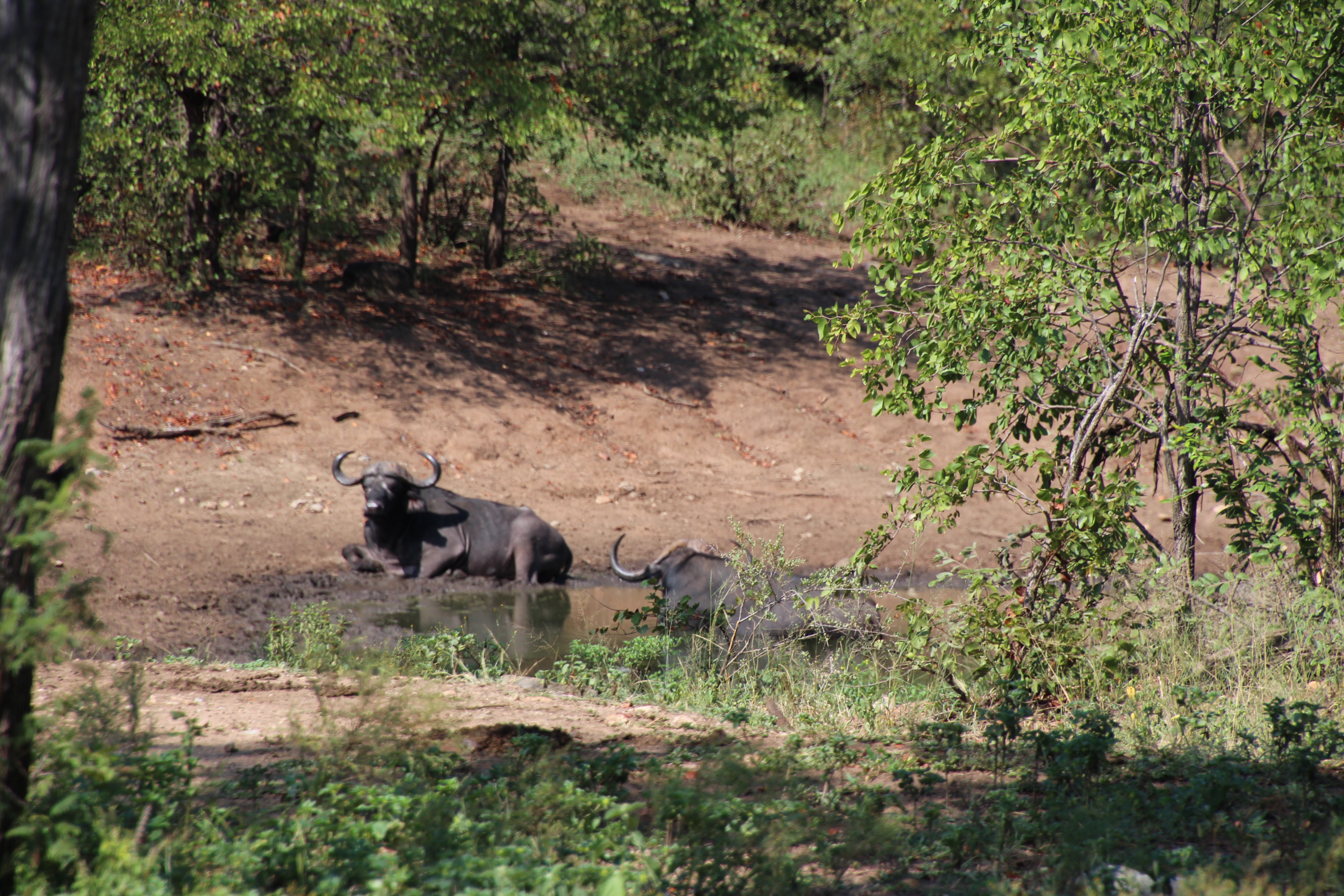 Earnest Buffalo1.JPG