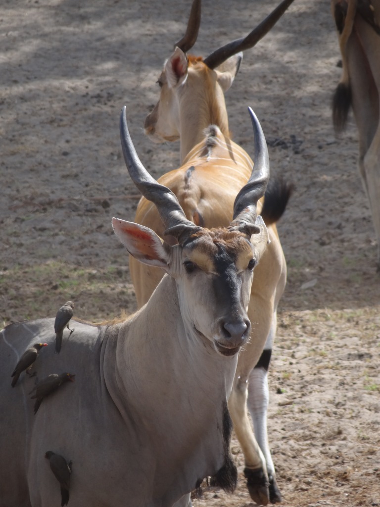 east african eland (2).JPG