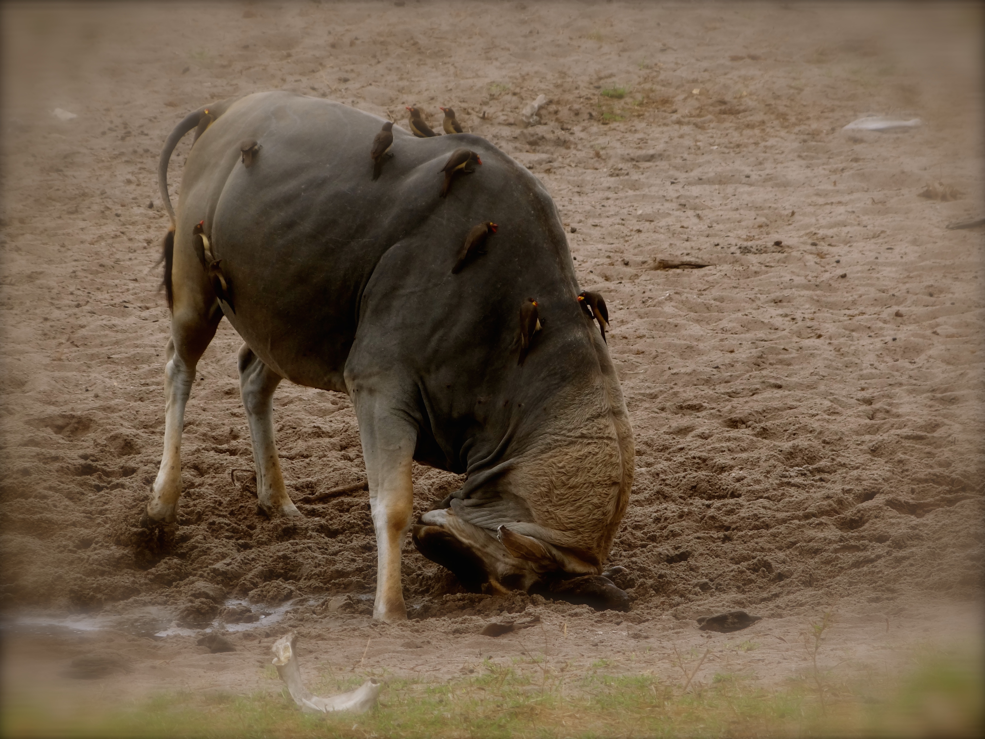 east african eland2.JPG