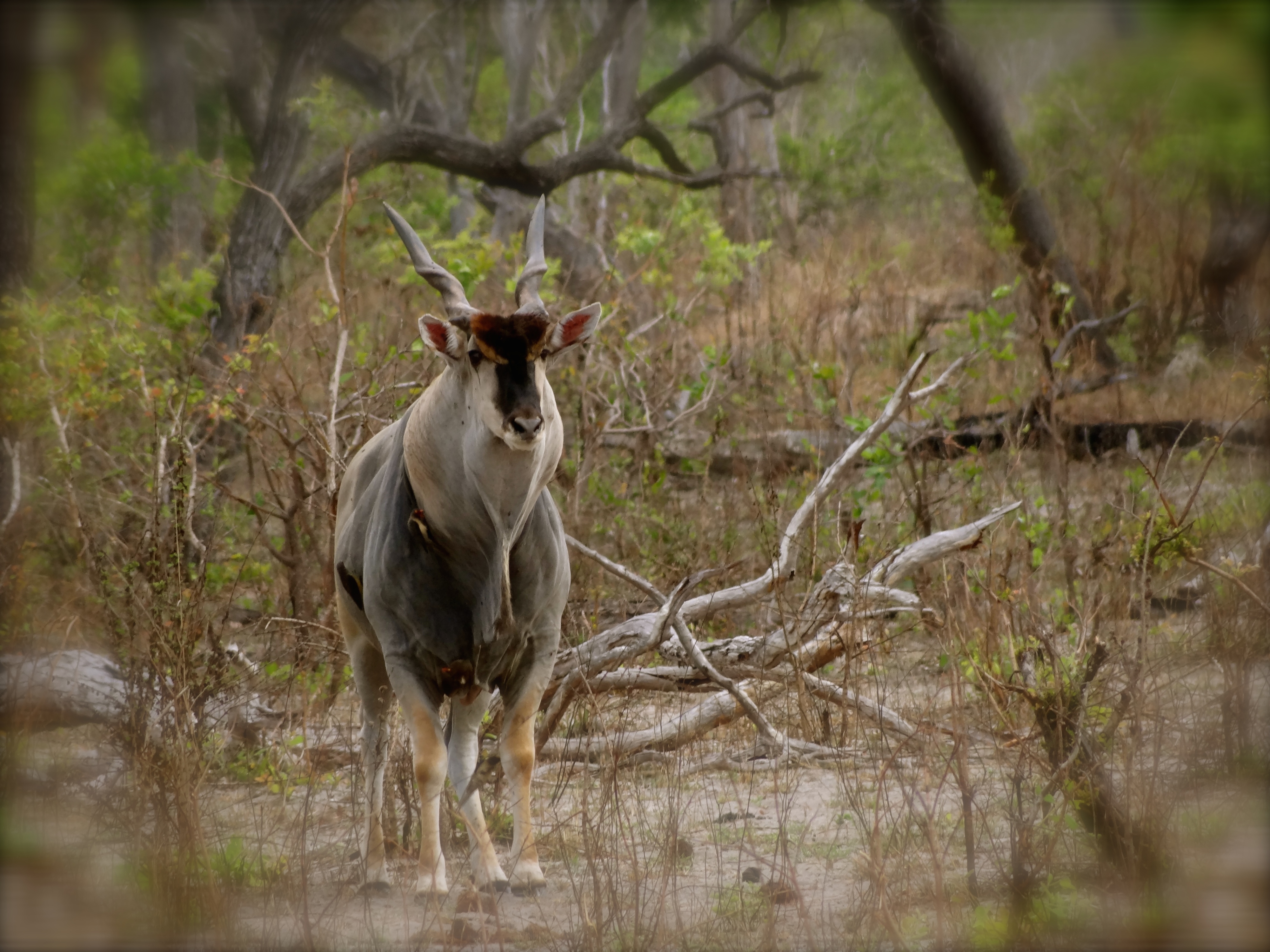 east african eland3.JPG