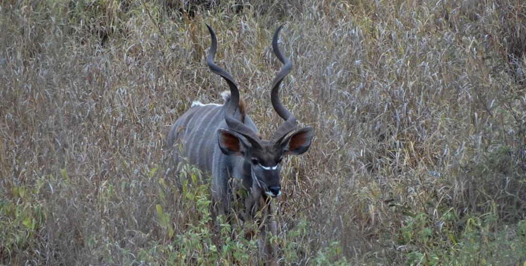 east african greater kudu (4).JPG