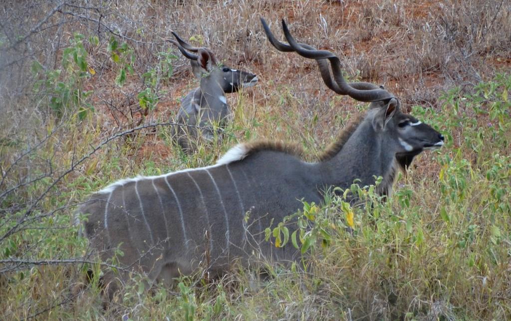 east african greater kudu (5).JPG