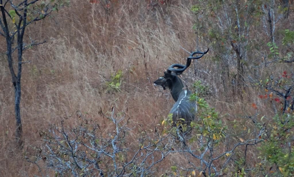 east african greater kudu.JPG