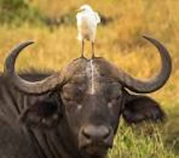 egret  on buffalo .jpeg