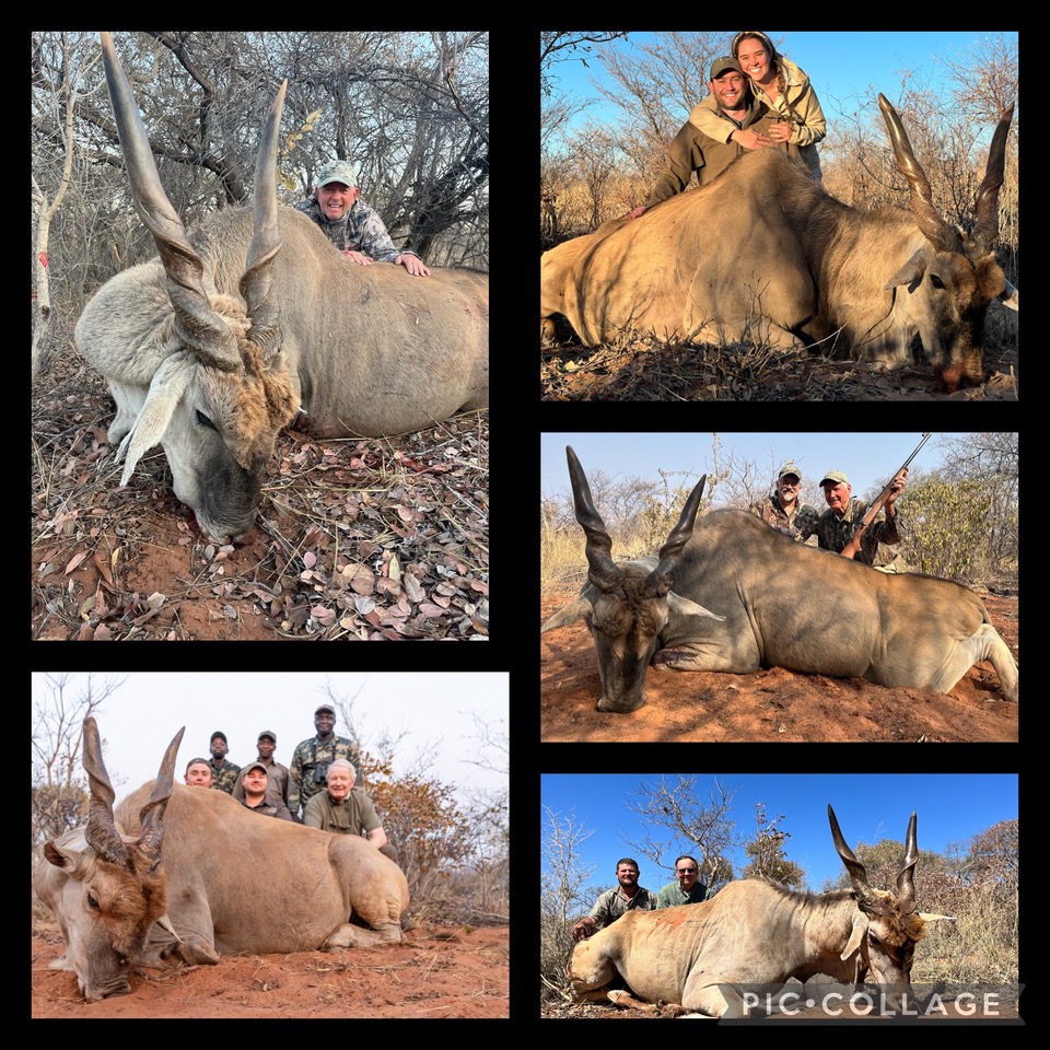 Eland compilation.jpeg