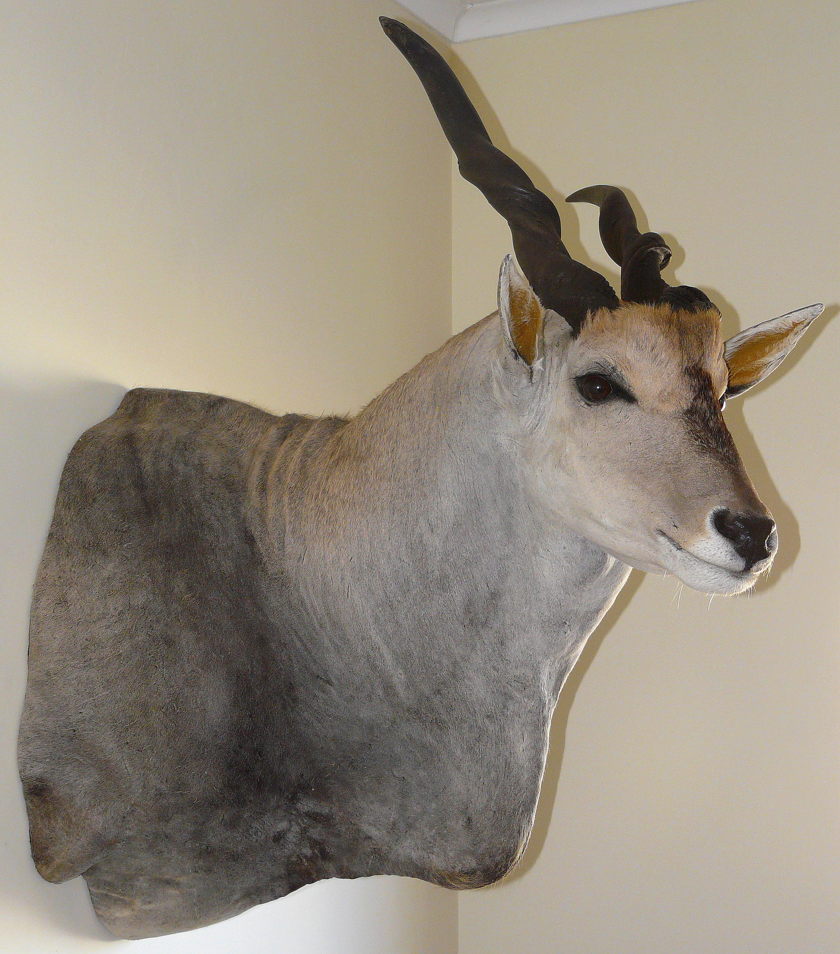 Eland Trofee 049.jpg