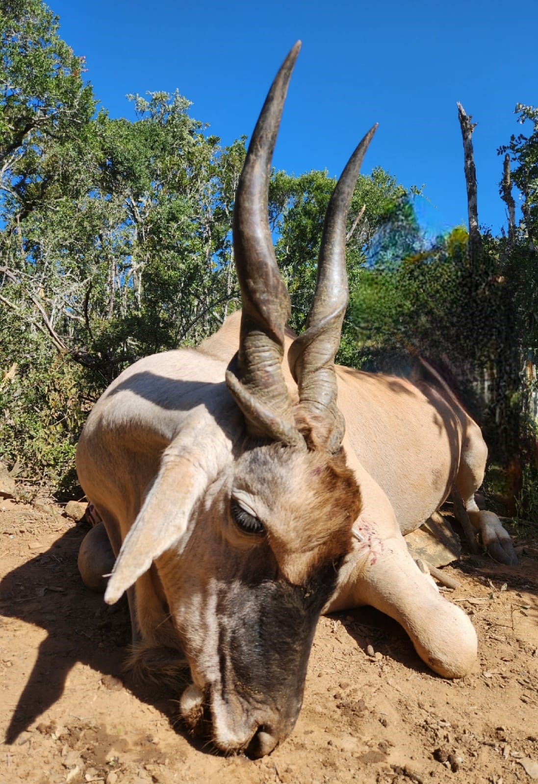 eland1.jpg