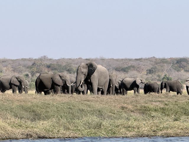 Elefant1.jpeg