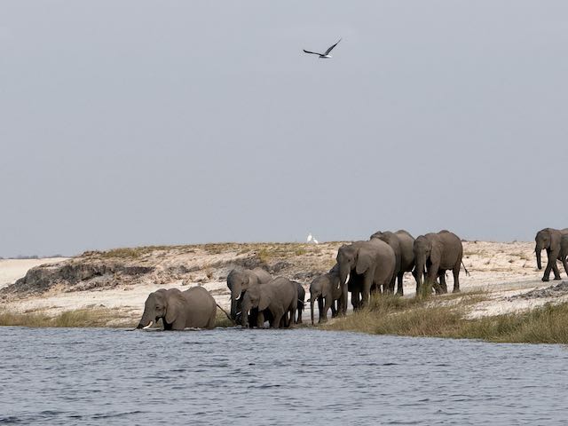 Elefant2.jpeg