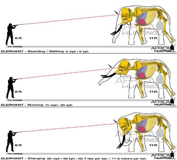 Elephant Shot Placement.jpg