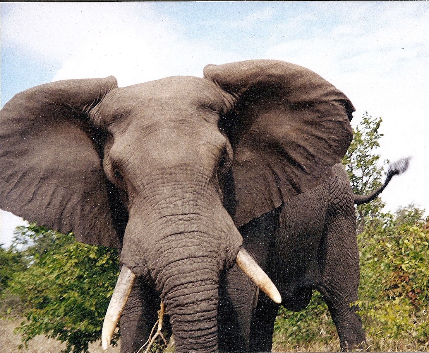 Elephant - Too Close! - mod.jpg